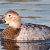 Canvasback